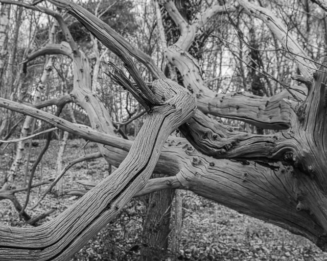 Dead Tree